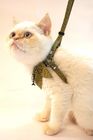 Fish Charm Cat Harness Collar Leash Set Total Length 47.2 Inches Fashionable Design